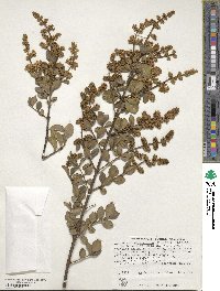 Ligustrum sempervirens image