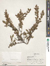 Ligustrum sinense image