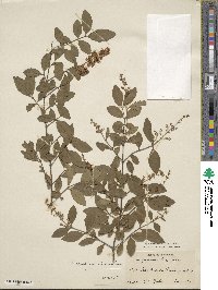 Ligustrum sinense image