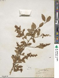 Ligustrum sinense image