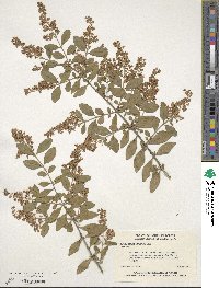 Ligustrum sinense image