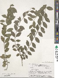 Ligustrum sinense image