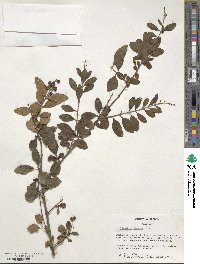 Ligustrum sinense image