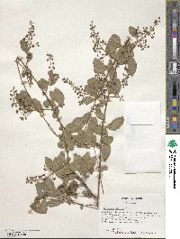 Ligustrum sinense image