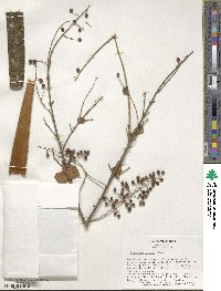 Ligustrum sinense image