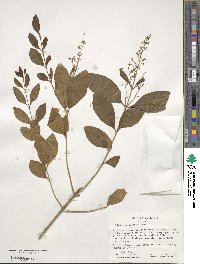 Ligustrum sinense image