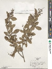 Ligustrum sinense image