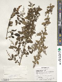 Ligustrum sinense image