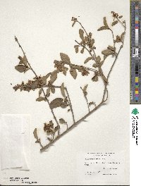 Ligustrum sinense image