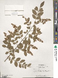 Ligustrum sinense image