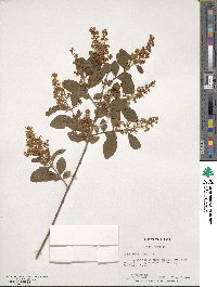 Ligustrum sinense image