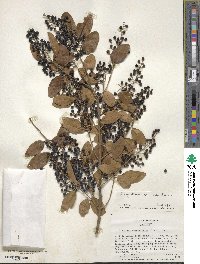 Ligustrum sinense image