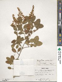 Ligustrum sinense image