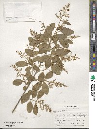 Ligustrum sinense image