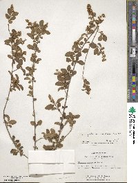 Ligustrum sinense image