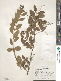 Ligustrum sinense image