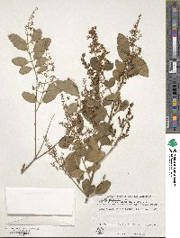 Ligustrum sinense image