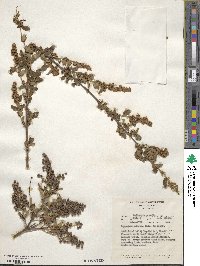 Ligustrum sinense image