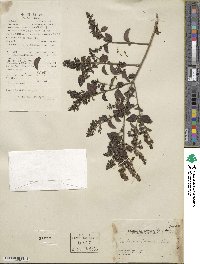 Ligustrum sinense image