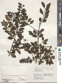 Ligustrum sinense image