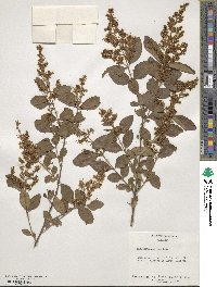 Ligustrum sinense image