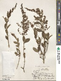 Ligustrum sinense image