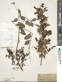 Ligustrum sinense image