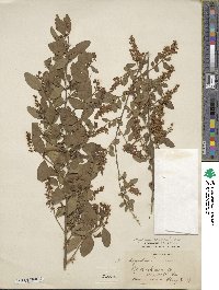 Ligustrum sinense image