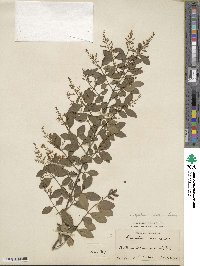 Ligustrum sinense image