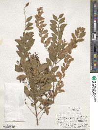 Ligustrum sinense image