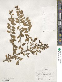 Ligustrum sinense image