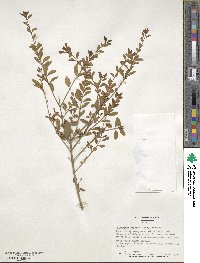 Ligustrum sinense image