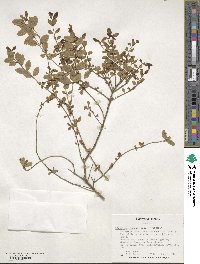 Ligustrum sinense image