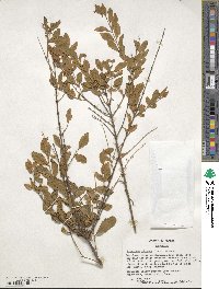 Ligustrum sinense image