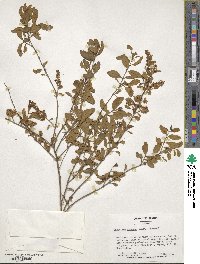 Ligustrum sinense image