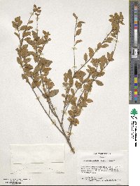 Ligustrum sinense image