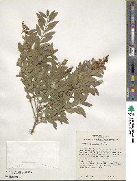 Ligustrum tschonoskii image