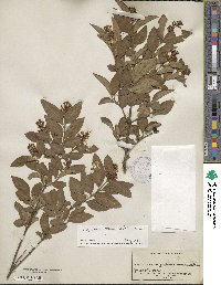 Ligustrum tschonoskii image