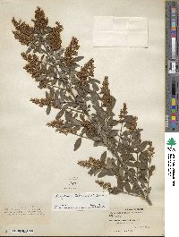 Ligustrum tschonoskii image