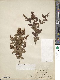 Ligustrum tschonoskii image