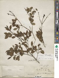 Ligustrum tschonoskii image