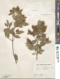 Ligustrum tschonoskii image