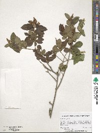 Ligustrum vulgare image