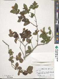 Ligustrum vulgare image