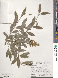 Ligustrum vulgare image