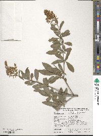 Ligustrum vulgare image