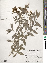 Ligustrum vulgare image