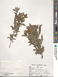 Ligustrum vulgare image