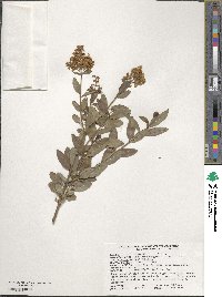 Ligustrum vulgare image