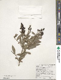 Ligustrum vulgare image